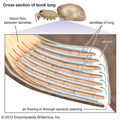 Arachnid - Respiratory System, Gases, Tracheae | Britannica