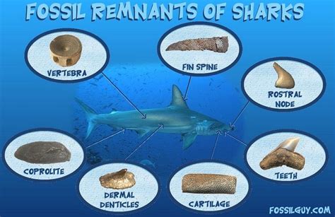 Types of Shark Fossils: Parts of Sharks that fossilize: Fossilguy.com