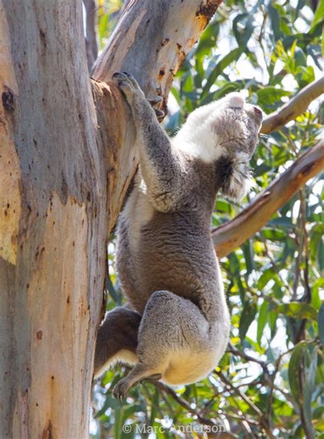 Koala Sounds & Calls | Wild Ambience Nature Sounds