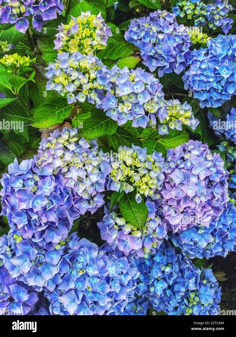 A bush of blue hydrangea flowers Stock Photo - Alamy