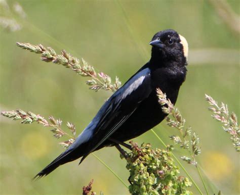 Male Bobolink - FeederWatch