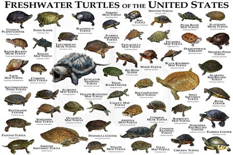 Freshwater Turtles of the United States Art Print / Field Guide - Etsy | Chelydra serpentina ...