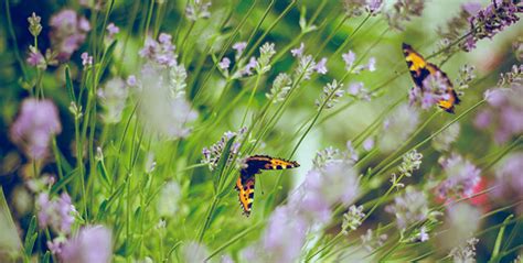 Create Your Own Butterfly Garden! - Gill Landscape Nursery