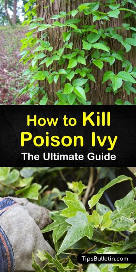 The Ultimate Guide to Kill Poison Ivy