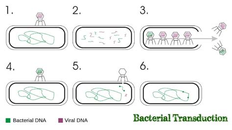 Bacterial transduction and its types - Online Science Notes