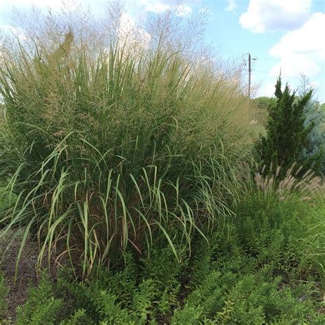 Thundercloud Switchgrass | Plant Addicts