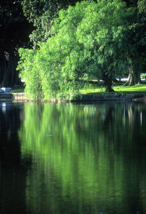 Centennial Park Sydney NSW Australia - South Arm Off Grid