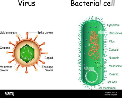 Virus Bacteria Structure Structure Diagrams