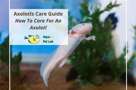 Axolotls Care Guide - How To Care For An Axolotl - Aquatic Pet Lab