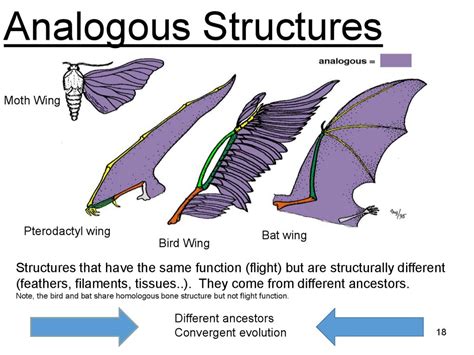 Evidence of Evolution