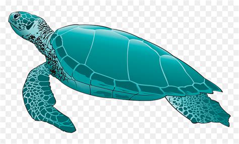 Sea Turtle Clipart Green Sea Turtle Png Transparent Png Vhv | The Best Porn Website