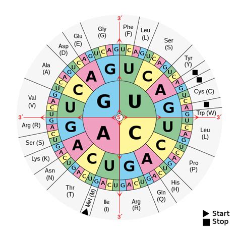 Biology:DNA and RNA codon tables - HandWiki