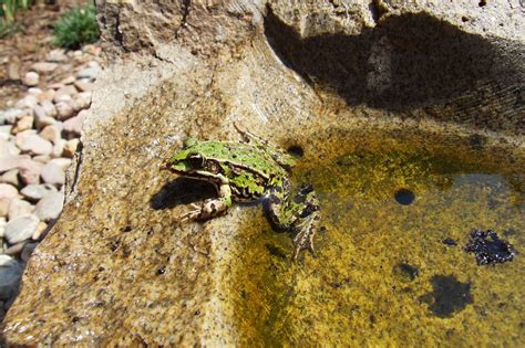 Frog Three Free Stock Photo - Public Domain Pictures