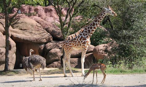 St louis zoo, Animals, Zoo