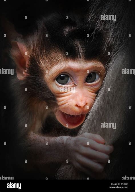 Shy and hugging mum. Indonesia: THESE ADORABLE images show a newborn baby macaque monkey smiling ...