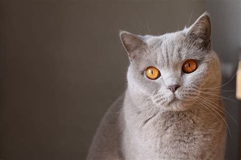 Free Photo: Light Gray Fluffy Cat with Orange Eyes