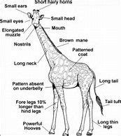 Image result for giraffe's neck diagram | Giraffes cant dance, Giraffe, Giraffe pictures