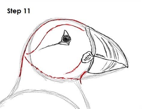 How to Draw a Puffin