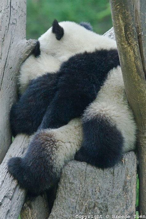 Sleeping panda, Panda bear, Panda love