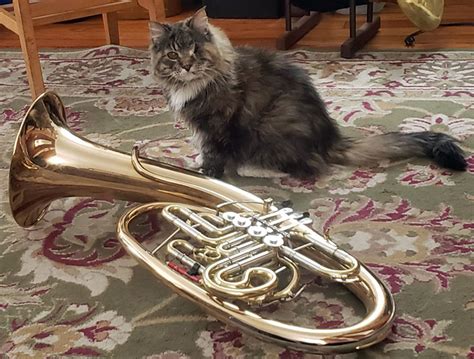 Frozen Valves, Koetsier & A Special Feline Friend - Wagner Tuba News