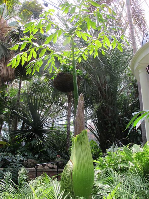 Corpse Flower - 'Corpse Flower' In Bloom At UW-Madison Greenhouse ...