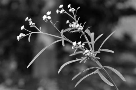 Guayule, la planta mexicana del caucho que enriqueció a Estados Unidos - México Desconocido