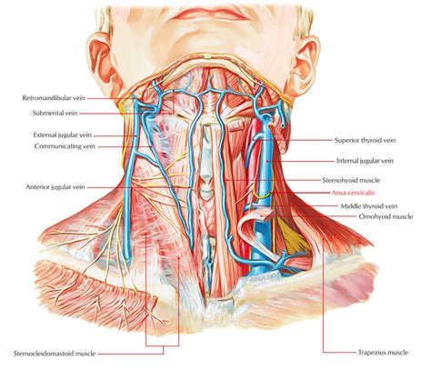 Omohyoid Muscle – Earth's Lab