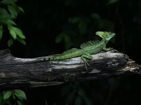 Animal Unique: Plumed Basilisk