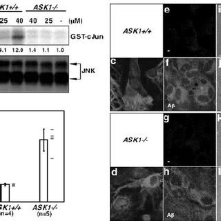 A b activates the ASK1–JNK pathway in PC12 cells. ( a ) Dose- dependent ...