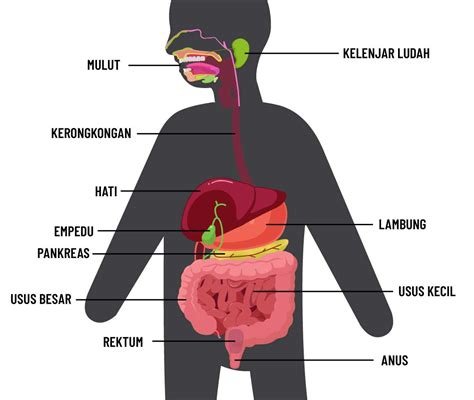 Struktur Sistem Pencernaan Makanan Pada Manusia - IMAGESEE