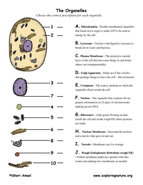 An Organelle Is Best Described as - Jamir-has-Hurst