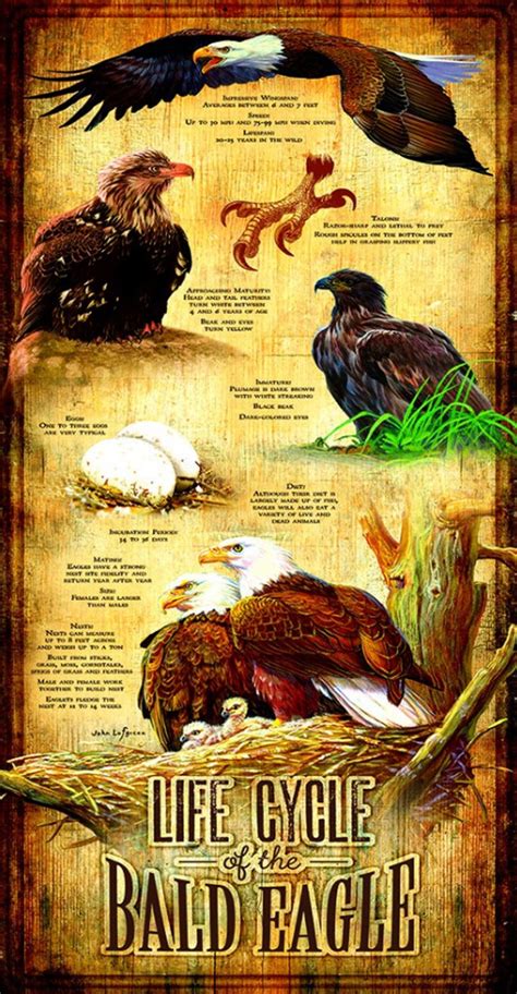 Life Cycle of the Bald Eagle, 500 Pieces, SunsOut | Puzzle Warehouse