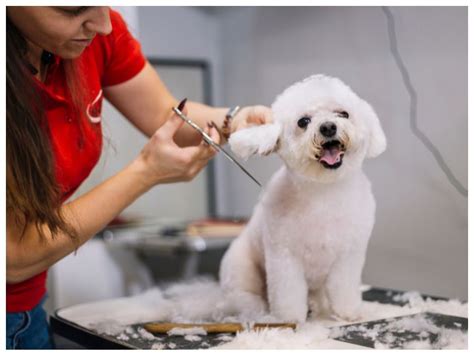 6 Reasons Grooming Is Important For Your Dog’s Health - Sugar Paws Pet Salon
