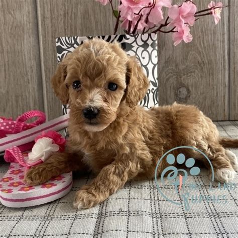 Goldendoodles for sale near me - Home Land Puppies