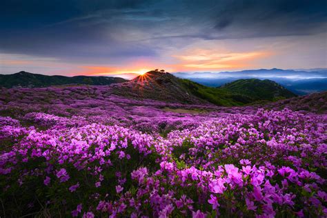 Download Pink Flower Nature Meadow HD Wallpaper