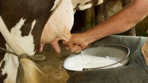 Producción de leche cruda de vaca se incrementó en 3.0% en tercer ...