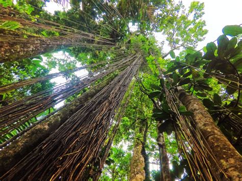 Tropical vines in Rainforest El Yunque National Forest Puerto Rico 1 - 2 Travel Dads