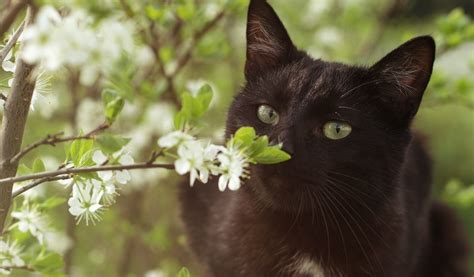 17 Black Cat Meaning & Symbolism Examples | UniGuide