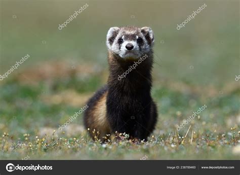 Steppe Polecat Masked Polecat Natural Habitat Mustela Eversmanii Stock ...