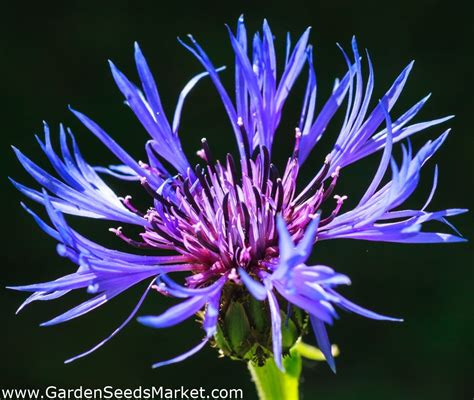 Perennial Cornflower seeds - Centaurea montana - 80 seeds – Garden Seeds Market | Free shipping