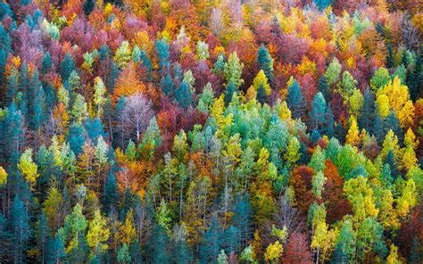 Rainbow Forest Wallpapers - Top Free Rainbow Forest Backgrounds - WallpaperAccess