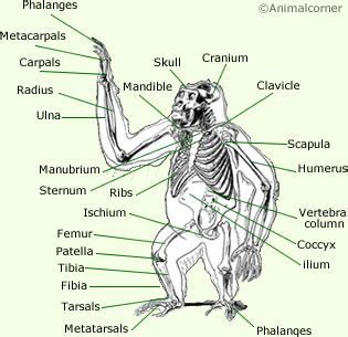 Gorillas Anatomy - Anatomy Of A Gorilla