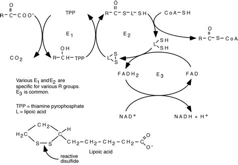 AMINO ACID METABOLISM : BRANCHED-CHAIN AMINO ACID DEGRADATION