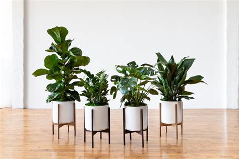 Large Indoor Plants: Now Shipping Nationwide! — La Résidence · Plant ...