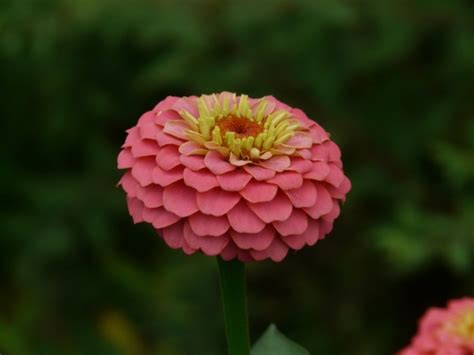 Zinnia flowers colorful Photos in .jpg format free and easy download ...