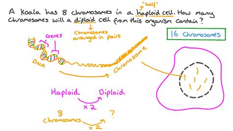 Question Video: Calculating the Number of Chromosomes in a Diploid Cell | Nagwa