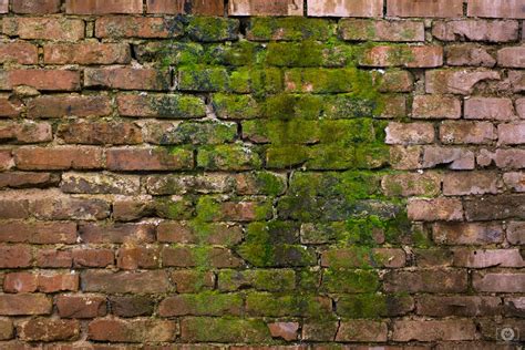 Old Brick Wall with Green Moss Texture - High-quality Free Backgrounds