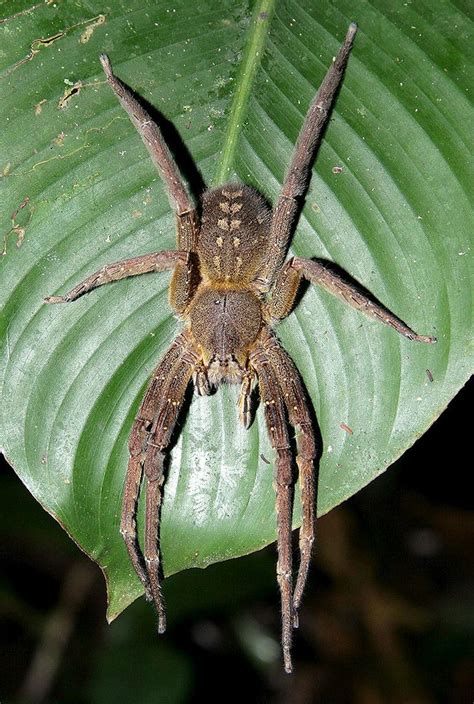 The Brazilian Wandering spider, despite only having a body size of ~2in, has a venom with over ...