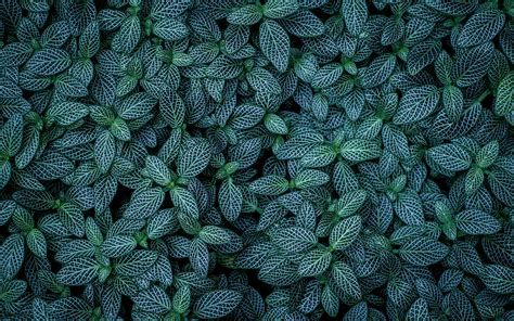 Download wallpapers green leaves texture, natural texture, background ...