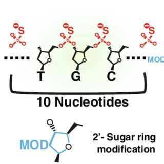 Antisense oligonucleotide (ASO) 'gapmer' design. Example of a 20-base... | Download Scientific ...